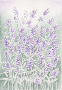 lavendel