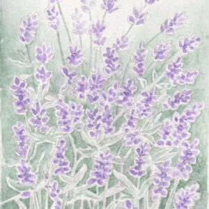 lavendel