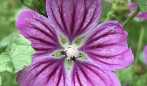 Kaasjeskruid Malva ssp. Zachtheid voor jezelf, zachtheid voor elkaar
